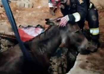 Así fue el rescate a un burro que había caído en un pozo en Robledo de Chavela, Madrid
