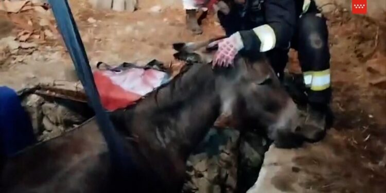 Así fue el rescate a un burro que había caído en un pozo en Robledo de Chavela, Madrid