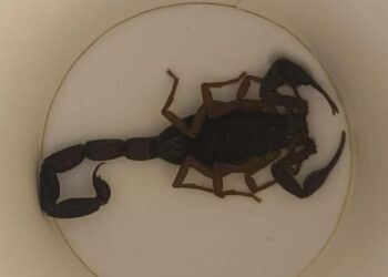 Trasladada al hospital una mujer tras picarle un escorpión en un hotel de Alcorcón