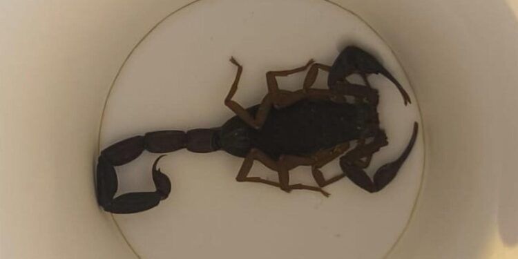 Trasladada al hospital una mujer tras picarle un escorpión en un hotel de Alcorcón