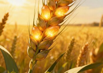 Un solo gen puede triplicar la cosecha de trigo