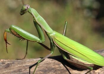 La misteriosa mantis religiosa: todos los secretos de este insecto ‘alienígena’