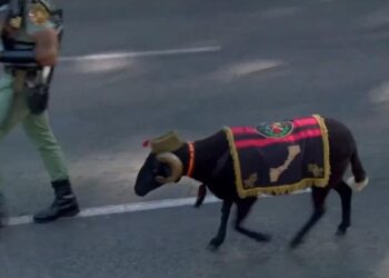 Del cuartel de Melilla al Paseo del Prado: así es Baraka, el nuevo borrego de la Legión