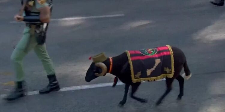 Del cuartel de Melilla al Paseo del Prado: así es Baraka, el nuevo borrego de la Legión