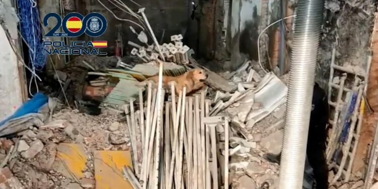 Así han trabajado los guías caninos en la búsqueda de los desaparecidos del edificio derrumbado en Madrid