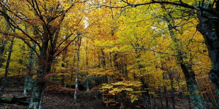 Hayedo de Montejo: rutas, reservas y consejos para disfrutar del otoño a 90 minutos de Madrid