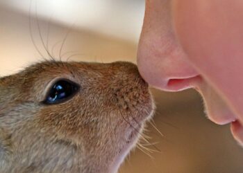 Vibrisas: ¿Nos protegen de resfriados e infecciones por virus y bacterias, o puedo quitármelas?