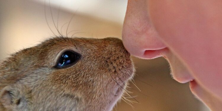 Vibrisas: ¿Nos protegen de resfriados e infecciones por virus y bacterias, o puedo quitármelas?