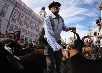 Miles de ovejas y cabras recorren el centro de Madrid con sus pastores en la XXXII edición de la Fiesta de la Trashumancia