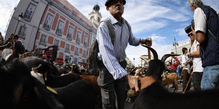 Miles de ovejas y cabras recorren el centro de Madrid con sus pastores en la XXXII edición de la Fiesta de la Trashumancia