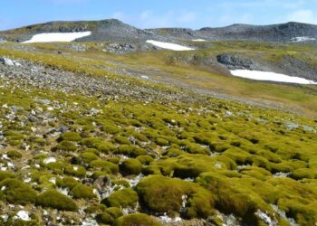 La Antártida ‘reverdece’ a un ritmo alarmante por el calentamiento global