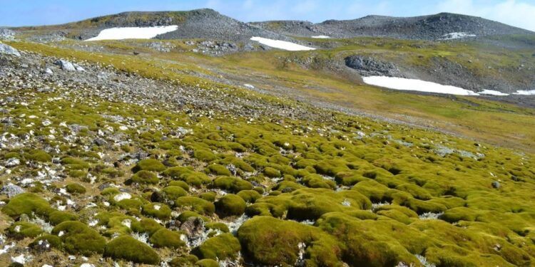 La Antártida ‘reverdece’ a un ritmo alarmante por el calentamiento global