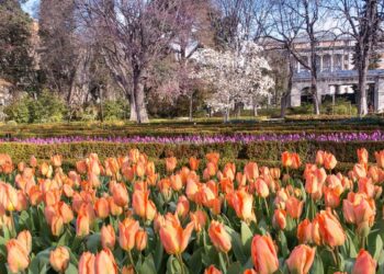 El Real Jardín Botánico conmemora esta semana su 270º aniversario: visitas guiadas, conferencias, cine y exposiciones gratuitas