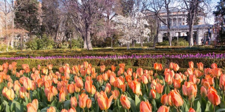 El Real Jardín Botánico conmemora esta semana su 270º aniversario: visitas guiadas, conferencias, cine y exposiciones gratuitas