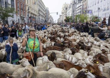 Llega a Madrid un rebaño de 1.300 ovejas y cabras para reivindicar la trashumancia