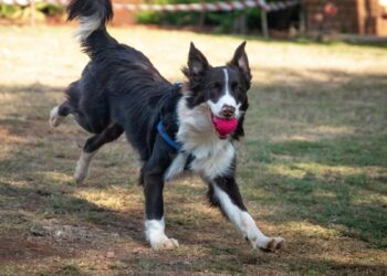 Los perros piensan en “lo que se hace” con un objeto, no solo en “cómo se ve”