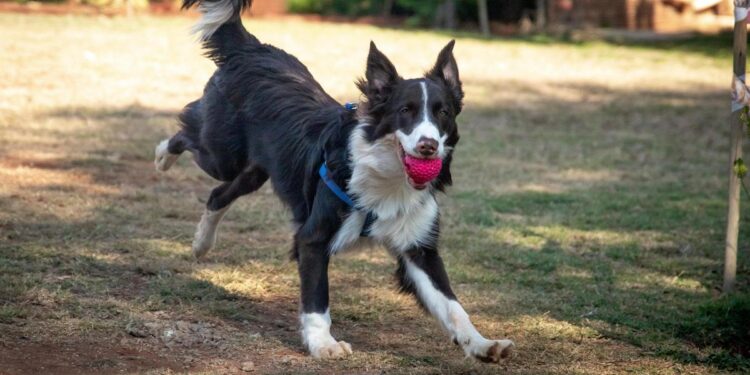 Los perros piensan en “lo que se hace” con un objeto, no solo en “cómo se ve”