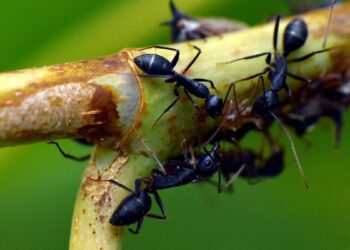 Madrid, un ‘hormiguero’ gigante: esta es la función que cumplen las 37 especies que pueblan la capital