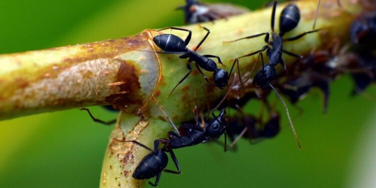 Madrid, un ‘hormiguero’ gigante: esta es la función que cumplen las 37 especies que pueblan la capital