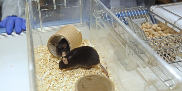 Los científicos consiguen que los ratones menstrúen, una esperanza para millones de mujeres