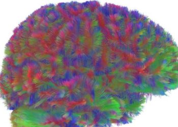 Las cinco edades del cerebro: el mapa que divide la vida en cuatro puntos de inflexión