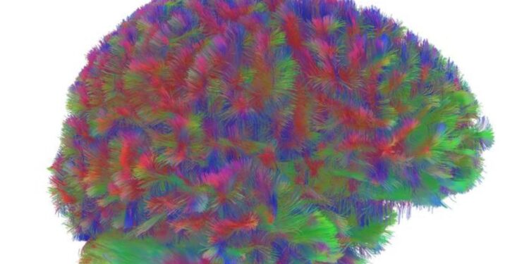 Las cinco edades del cerebro: el mapa que divide la vida en cuatro puntos de inflexión