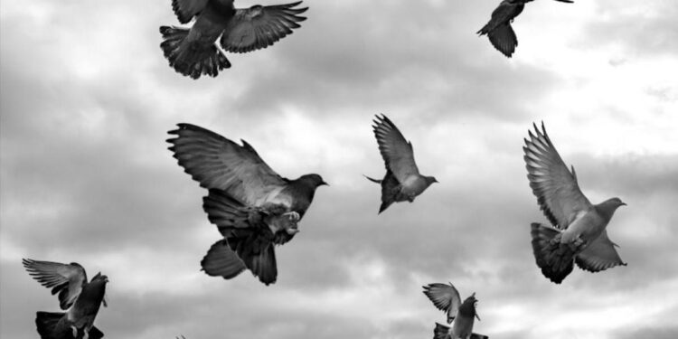 Las palomas detectan el campo magnético de la Tierra a través de su oído interno