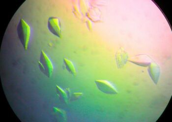 Descubren una proteína que repara el ADN: podría conducir a una vacuna contra el cáncer