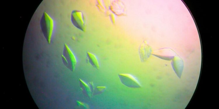 Descubren una proteína que repara el ADN: podría conducir a una vacuna contra el cáncer