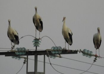 La Comunidad de Madrid reconoce 20 focos de gripe aviar desde septiembre que han afectado a gallinas, ocas o cigüeñas