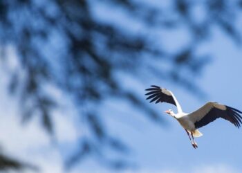 Gripe aviar en Madrid: cigüeñas infectadas en el Manzanares y nuevos focos en Arganda, Boadilla y Rivas