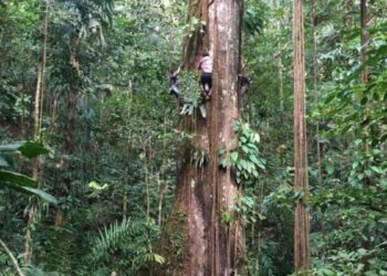 La Amazonía aumenta su tamaño ante el cambio climático: los árboles se hacen más gruesos, según un estudio