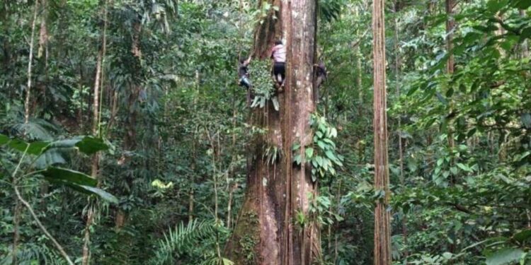 La Amazonía aumenta su tamaño ante el cambio climático: los árboles se hacen más gruesos, según un estudio